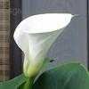 Thumbnail #4 of Zantedeschia aethiopica by stellapathic