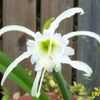 Thumbnail #1 of Hymenocallis festalis by Joy