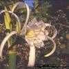 Thumbnail #2 of Hymenocallis festalis by philomel