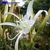 Thumbnail #4 of Hymenocallis festalis by haighr