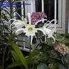 Thumbnail #5 of Hymenocallis festalis by Wintermoor