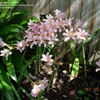 Thumbnail #3 of Lycoris squamigera by FlowerManiac