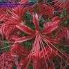 Thumbnail #1 of Lycoris radiata by Lophophora