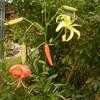 Thumbnail #3 of Lilium lancifolium by haighr
