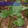 Thumbnail #3 of Arum italicum by goswimmin