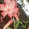 Thumbnail #5 of Lilium lancifolium by MOLLYBEE