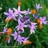 Thumbnail #1 of Tulbaghia violacea by Happenstance