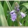Thumbnail #1 of Hyacinthoides hispanica by Lilith