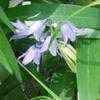 Thumbnail #2 of Hyacinthoides hispanica by naturepatch