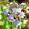 Thumbnail #4 of Hyacinthoides hispanica by mhansen