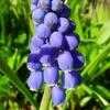 Thumbnail #4 of Muscari armeniacum by Evert