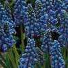 Thumbnail #1 of Muscari armeniacum by Schmetterling