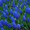 Thumbnail #3 of Muscari armeniacum by Evert