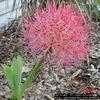 Thumbnail #5 of Scadoxus multiflorus by Amaryllisgal