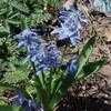 Thumbnail #2 of Scilla siberica by naturepatch