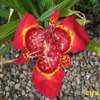 Thumbnail #2 of Tigridia pavonia by Joy