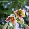Thumbnail #2 of Allium siculum by onewish1