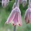 Thumbnail #3 of Allium siculum by kniphofia