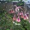 Thumbnail #5 of Allium siculum by Baa