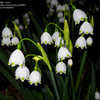 Thumbnail #5 of Leucojum aestivum by Jeffbi