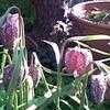Thumbnail #2 of Fritillaria meleagris by Baa