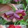 Thumbnail #3 of Fritillaria meleagris by Evert