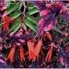 Thumbnail #4 of Begonia boliviensis by LarryR