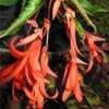 Thumbnail #3 of Begonia boliviensis by LarryR