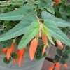 Thumbnail #2 of Begonia boliviensis by kniphofia