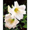 Thumbnail #1 of Lilium longiflorum by Schmetterling