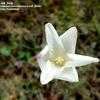 Thumbnail #1 of Zephyranthes drummondii by Jeff_Beck