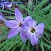 Thumbnail #1 of Ipheion uniflorum by PotEmUp