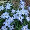 Thumbnail #5 of Ipheion uniflorum by celtic_dolphin