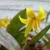 Thumbnail #1 of Erythronium americanum by poppysue