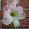 Thumbnail #1 of Hippeastrum  by Floridian