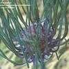Thumbnail #1 of Allium vineale by Kim_M