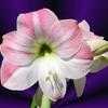 Thumbnail #4 of Hippeastrum  by htop
