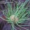 Thumbnail #5 of Allium vineale by Kim_M