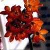 Thumbnail #2 of Ornithogalum dubium by Evert