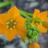 Thumbnail #5 of Ornithogalum dubium by htop