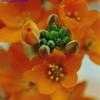 Thumbnail #4 of Ornithogalum dubium by Chellie