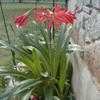 Thumbnail #2 of Hippeastrum x johnsonii by Kaufmann