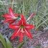 Thumbnail #3 of Hippeastrum x johnsonii by MaryinLa