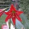 Thumbnail #4 of Hippeastrum x johnsonii by MaryinLa