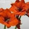 Thumbnail #3 of Hippeastrum  by kniphofia