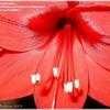 Thumbnail #1 of Hippeastrum  by Kaufmann