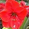 Thumbnail #4 of Hippeastrum  by Clare_CA