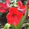 Thumbnail #2 of Hippeastrum  by Clare_CA