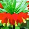 Thumbnail #1 of Fritillaria imperialis by Lilith