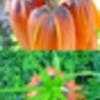 Thumbnail #3 of Fritillaria imperialis by Evert